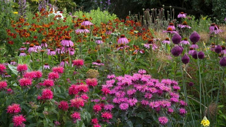 SummerFlowers
